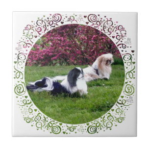 Parti-Colour Pekingese Dogs Tile