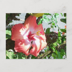 Partial Shade Postcard
