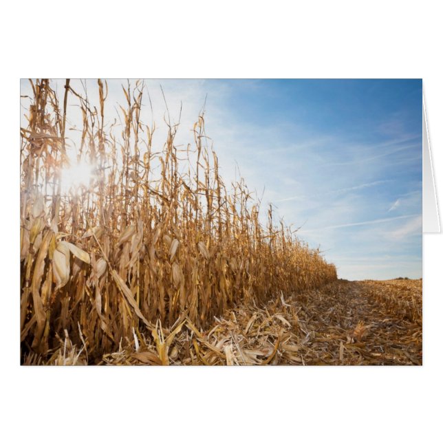 Partly Harvested Corn Field (Front Horizontal)