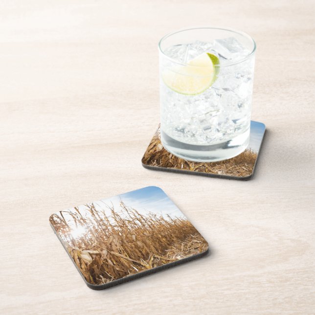 Partly Harvested Corn Field Coaster (Right Side)