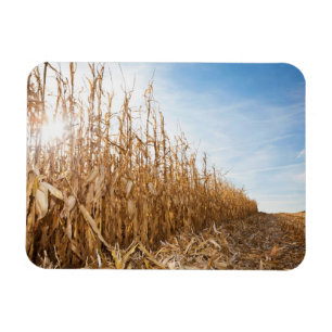 Partly Harvested Corn Field Magnet
