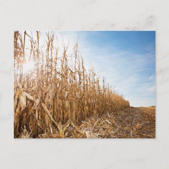 Partly Harvested Corn Field Postcard (Front)