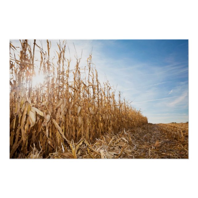 Partly Harvested Corn Field Poster (Front)