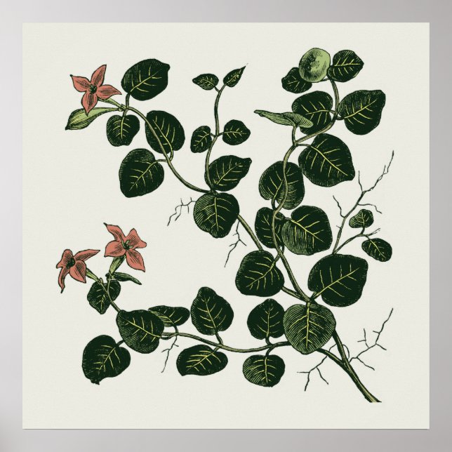 Partridgeberry Poster (Front)