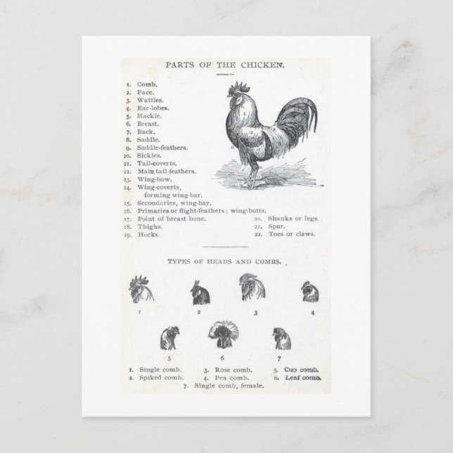 Parts of the Chicken Postcard (Front)
