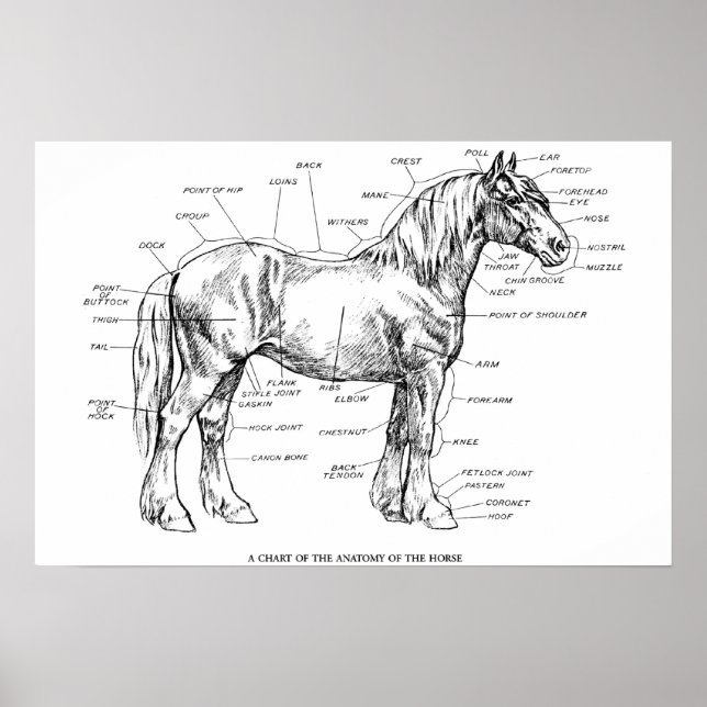 Parts of the Horse Poster (Front)