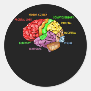 Parts The Brain Anatomy Colorful Diagram Learning Classic Round Sticker