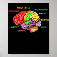 Parts The Brain Anatomy Colourful Diagram Learning