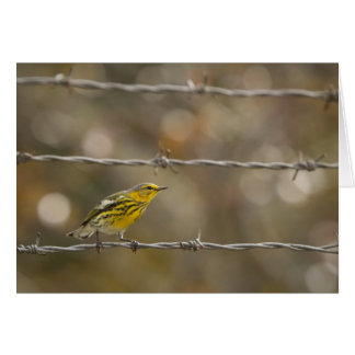 Paruline