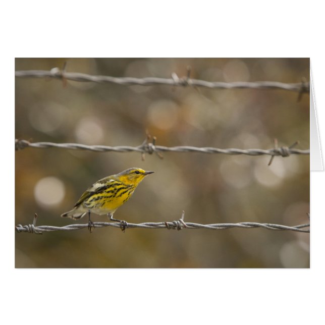 Paruline (Devant horizontal)