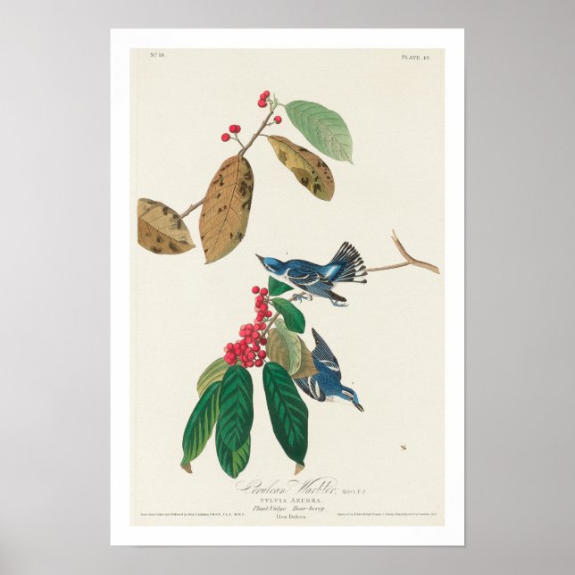 Paruline azur par Audubon Poster (Devant)
