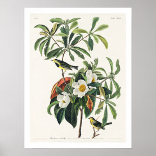 Paruline de Bachman par Audubon Poster