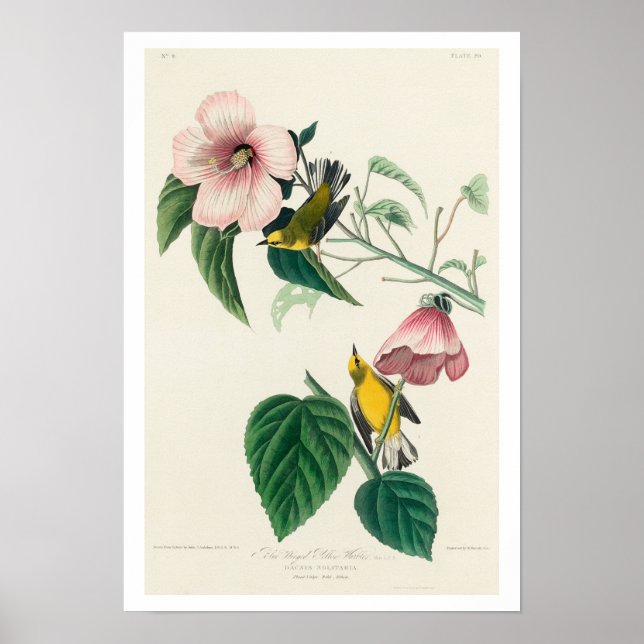 Paruline jaune à ailes bleues par Audubon Poster (Devant)