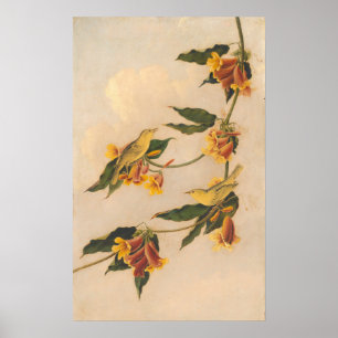 Paruline jaune - Joseph B. Kidd Poster d'art