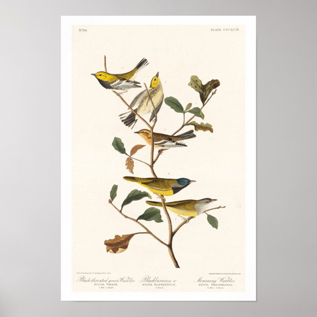 Paruline par Audubon Poster (Devant)