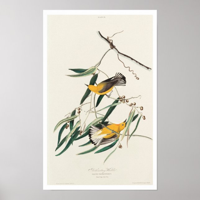 Paruline protonotaire par Audubon Poster (Devant)