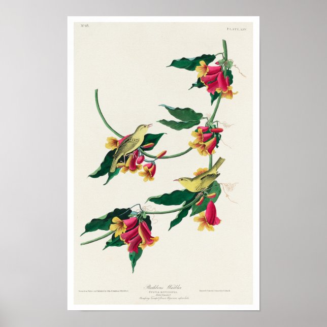 Paruline rathbone par Audubon Poster (Devant)