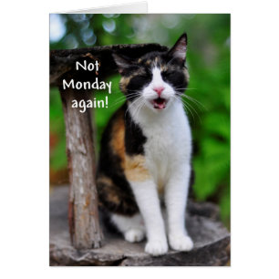 "Pas Lundi Encore !" Carte Chat Calico Humoristiqu