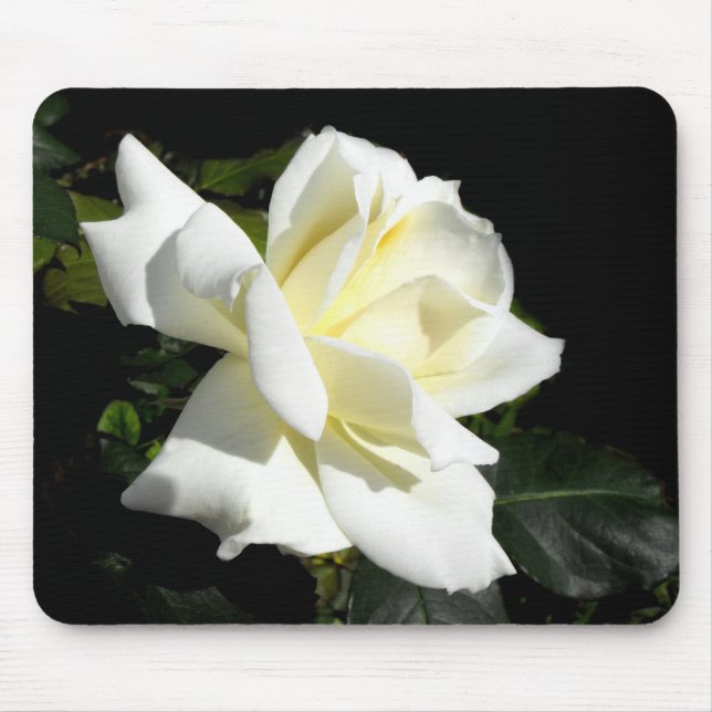 Pascali white hybrid tea rose mouse pad (Front)