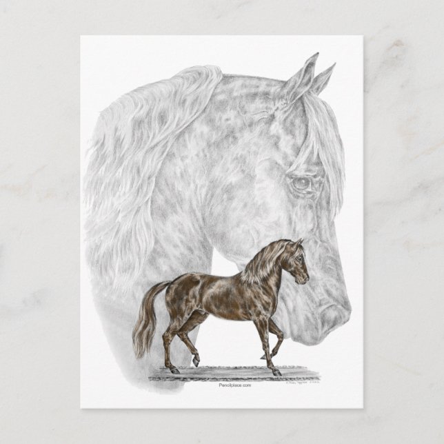 Paso Fino Horse Art Postcard (Front)