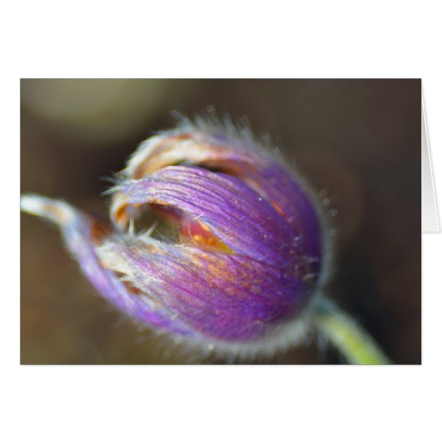 Pasque Flower Bud (Front Horizontal)