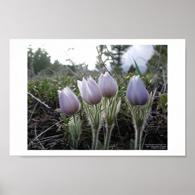 Pasque Flower Poster (Front)