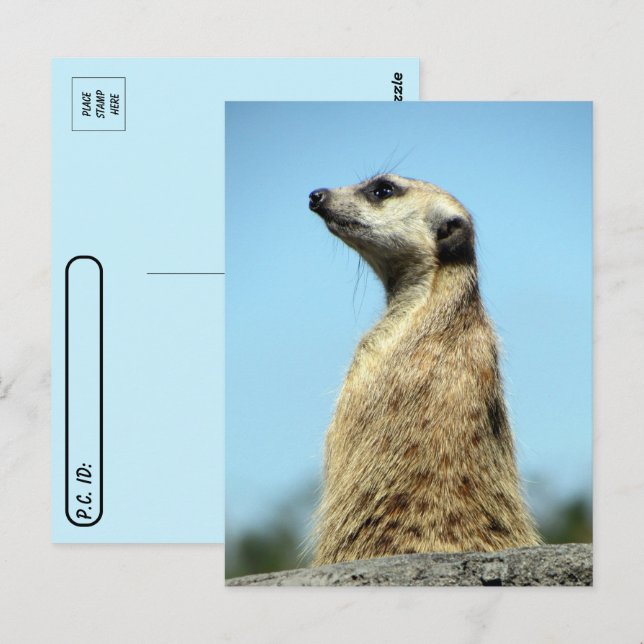 Passage de poste - Meerkat sur la carte de voeux d (Devant / Derrière)