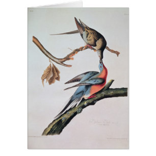Passenger Pigeon, from 'Birds of America'