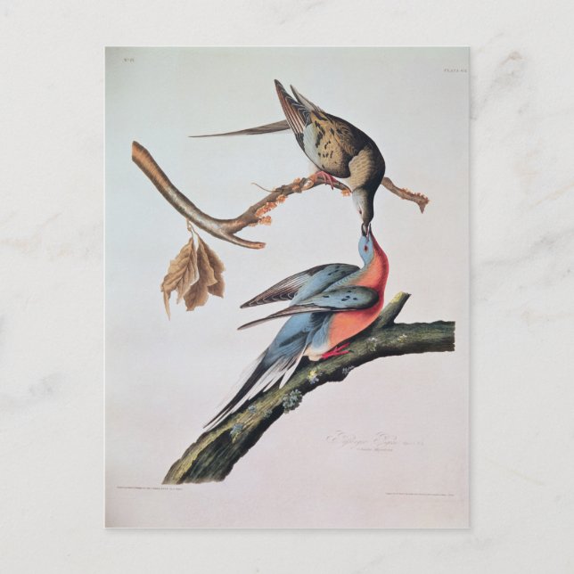 Passenger Pigeon, from 'Birds of America' Postcard (Front)