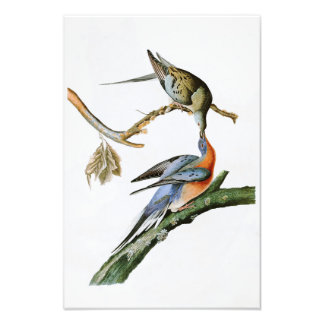 Passenger Pigeon John Audubon Birds of America Photo Print