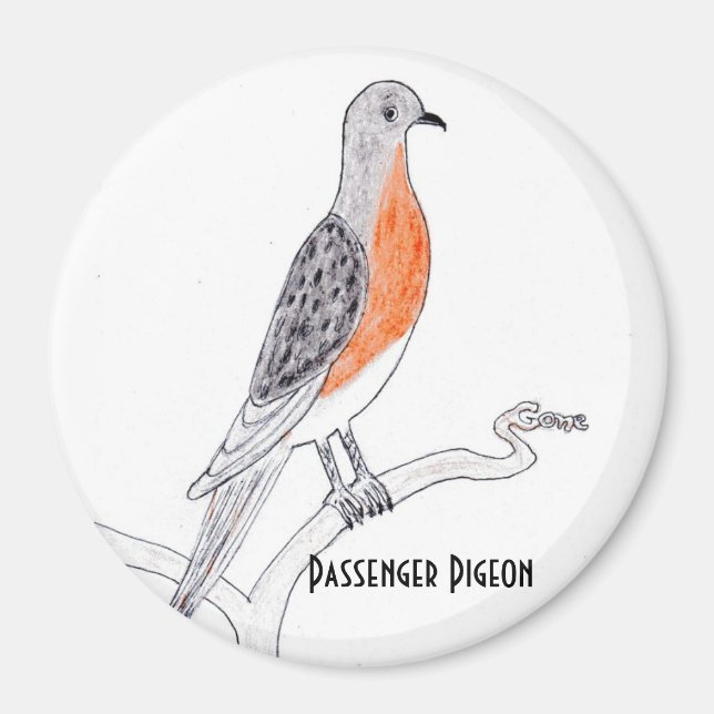 Passenger Pigeon Refrigerator Magnet (Front)
