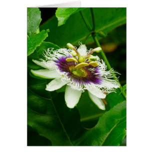 Passiflora