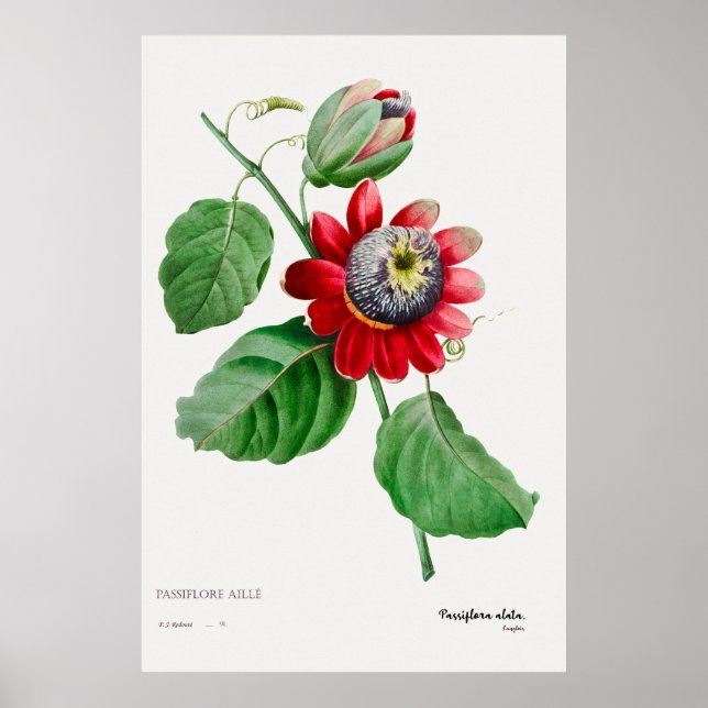 Passiflora Ailee - Superbe affiche d'art botanique (Devant)