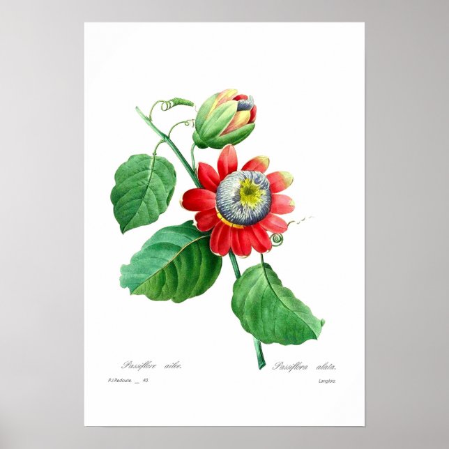 Passiflora alata poster (Front)