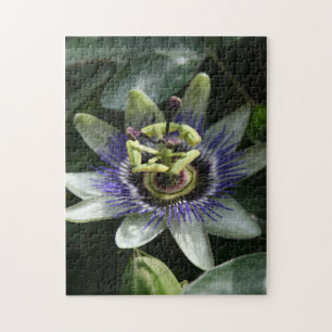 Passiflora - Fleur de la Passion - Puzzle