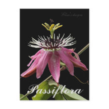 Passiflora Postcard