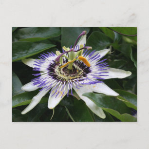 Passiflora Postcard