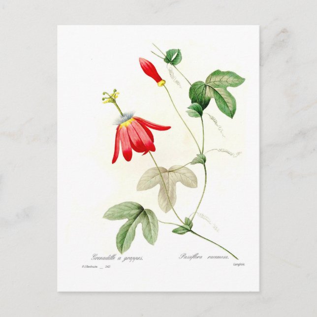 Passiflora racemosa postcard (Front)