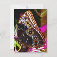 Passiflora VIOLACEA and a Blue morpho butterfly