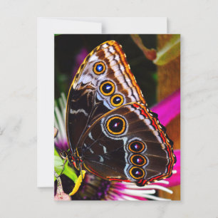 Passiflora VIOLACEA and a Blue morpho butterfly Postcard