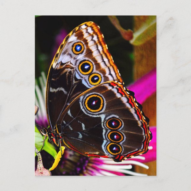 Passiflora VIOLACEA and a Blue morpho butterfly Postcard (Front)