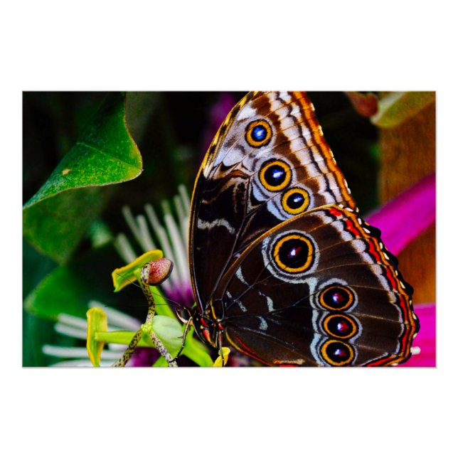 Passiflora VIOLACEA and a Blue morpho butterfly Poster (Front)
