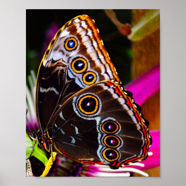 Passiflora VIOLACEA Stretched Canvas Print (Front)