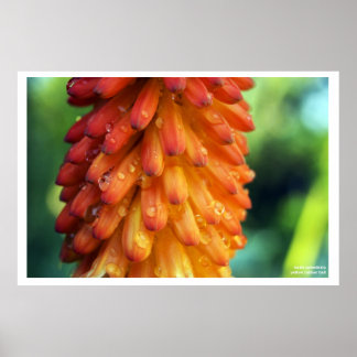 Passion, Creativity, Fire- a bold flower in spring Poster