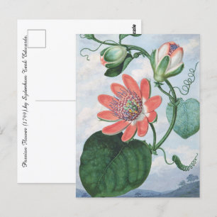 Passion Flower (1799),by Sydenham Teak Edwards. Postcard