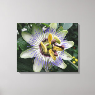 Passion Flower Canvas Print