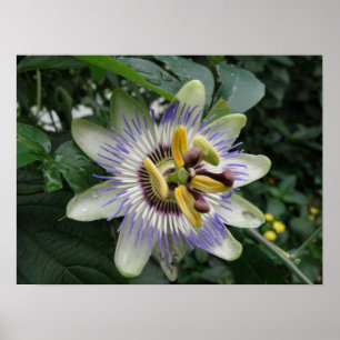 Passion Flower Macro Print