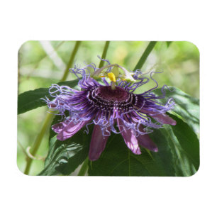 Passion Flower Magnet