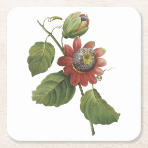 passion flower(Passiflora alata) by Redouté Square Paper Coaster