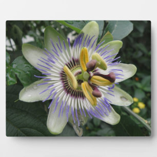 Passion Flower Plaque